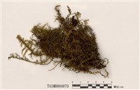 藏品(波葉走燈苔)的圖片